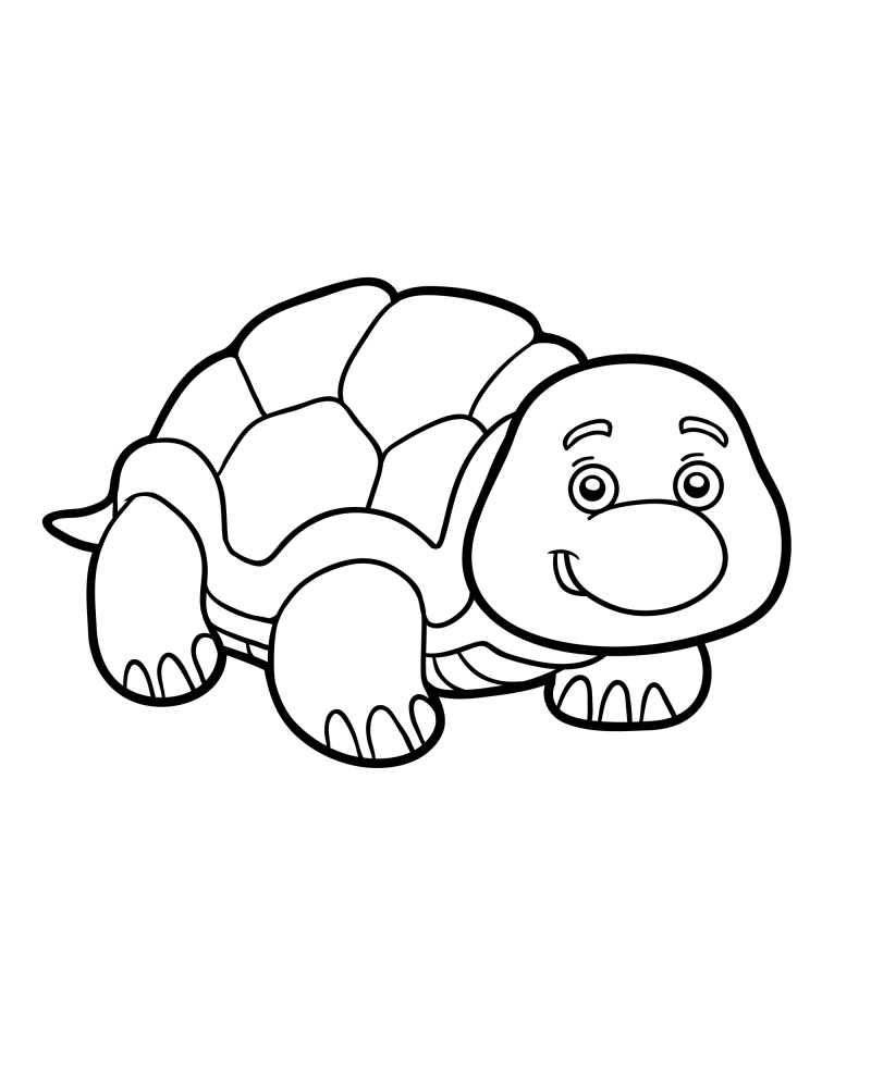 可爱的小动物-小乌龟