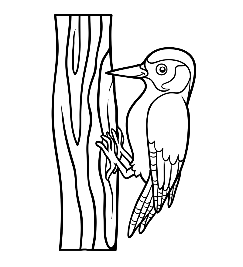 可爱的小鸟-啄木鸟