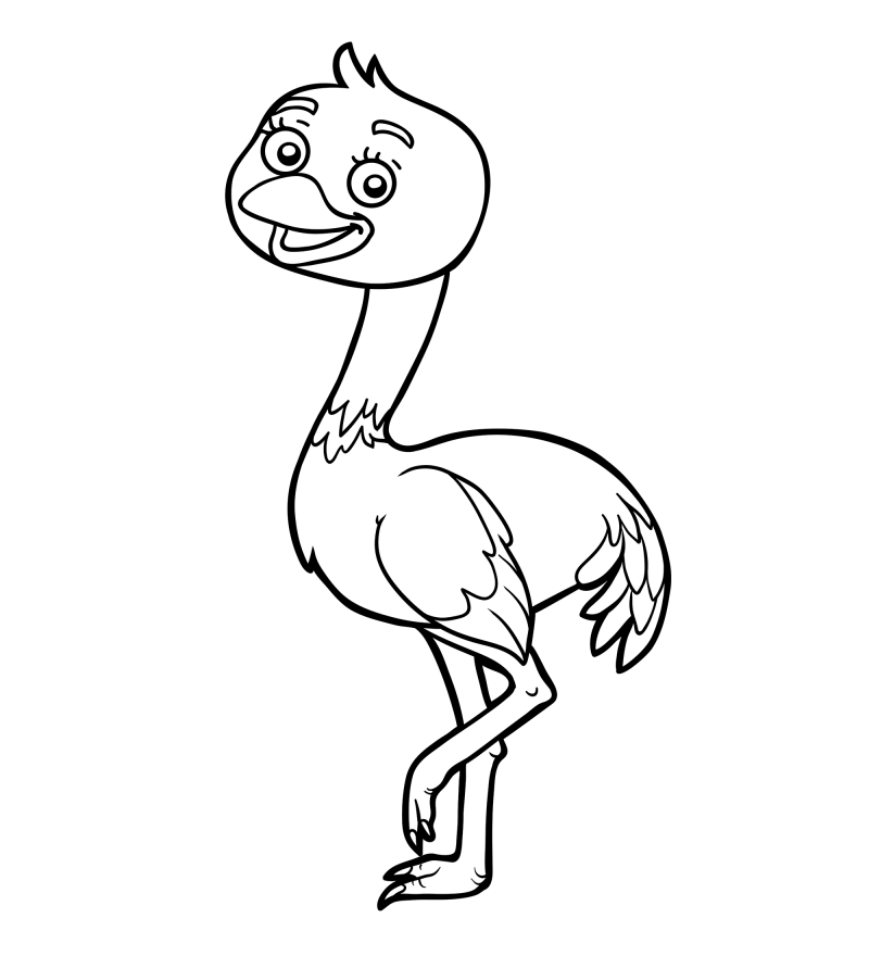 可爱的小鸟-鸵鸟