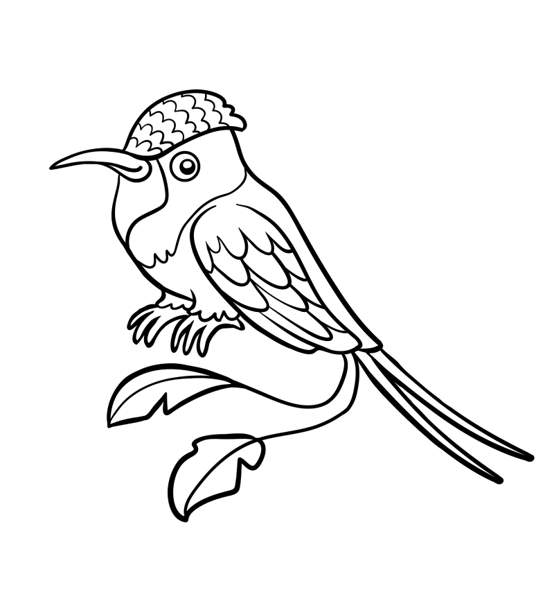 可爱的小鸟-蜂鸟