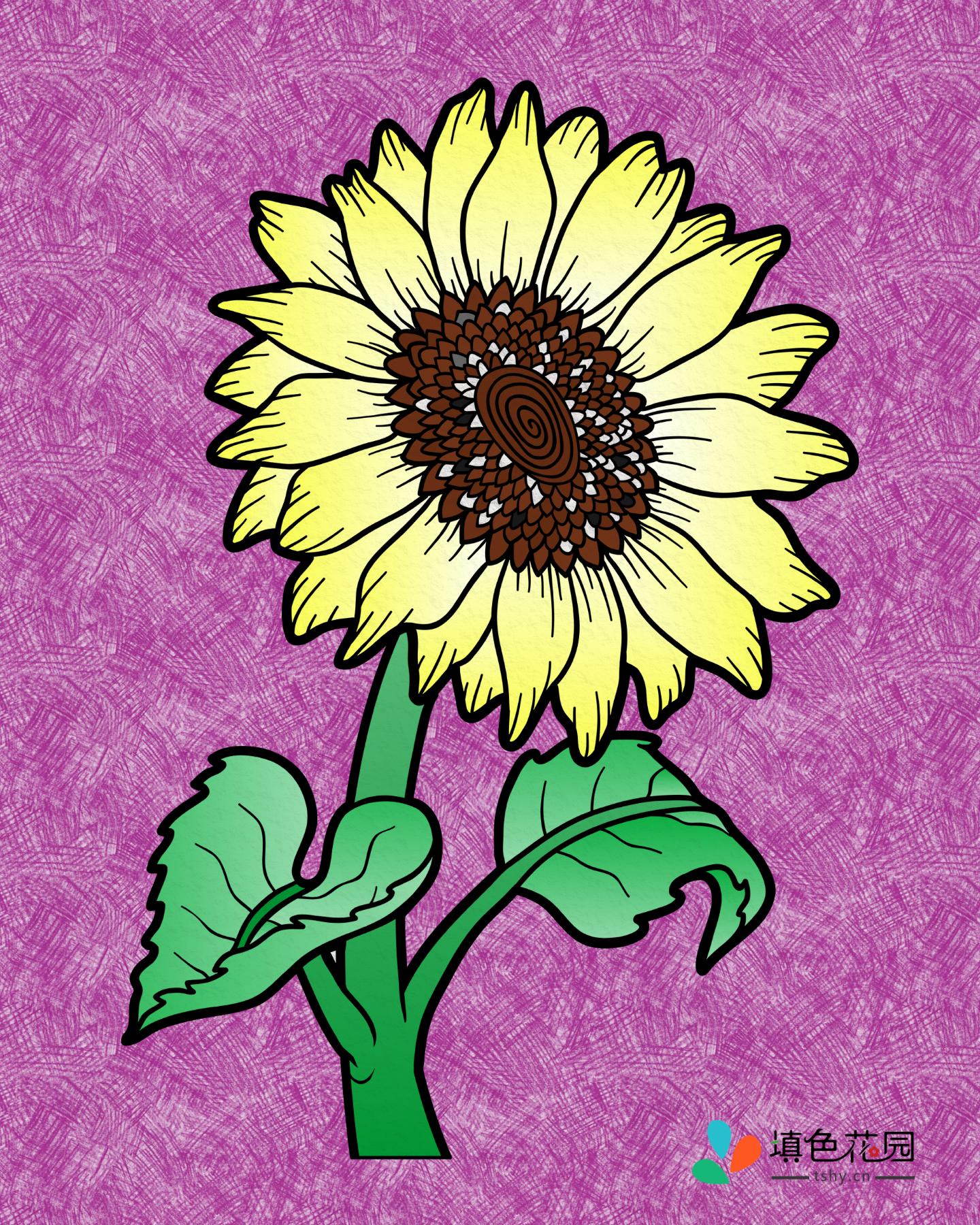 花枝-向日葵